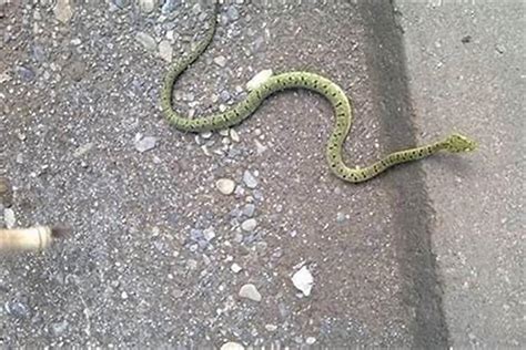 在路上看到蛇代表什麼 備孕要注意什麼
